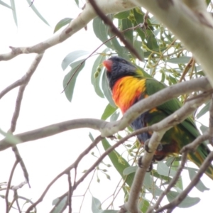 Trichoglossus moluccanus at Conder, ACT - 25 Mar 2017