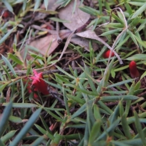 Astroloma humifusum at Canberra Central, ACT - 26 Mar 2017