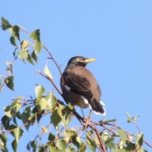 Acridotheres tristis at Conder, ACT - 26 Mar 2017