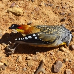 Pardalotus punctatus (Spotted Pardalote) at O'Connor, ACT - 27 Mar 2017 by RWPurdie