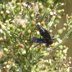 Scolia (Discolia) verticalis (Yellow-headed hairy flower wasp) at Stromlo, ACT - 26 Mar 2017 by Mike