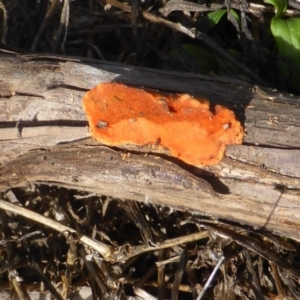 Trametes coccinea at Stromlo, ACT - 26 Mar 2017 02:55 PM