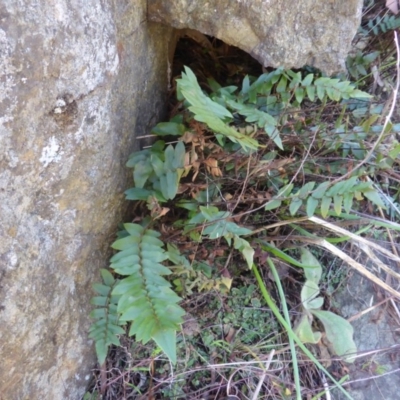 Pellaea calidirupium (Hot Rock Fern) at Stromlo, ACT - 26 Mar 2017 by Mike