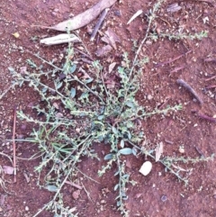 Polygonum sp. (Wireweed) at Hughes, ACT - 25 Mar 2017 by ruthkerruish