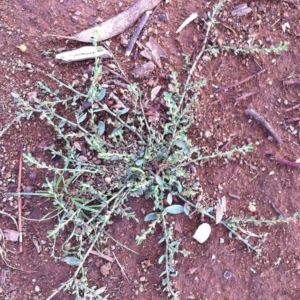 Polygonum sp. at Hughes, ACT - 25 Mar 2017 05:46 PM