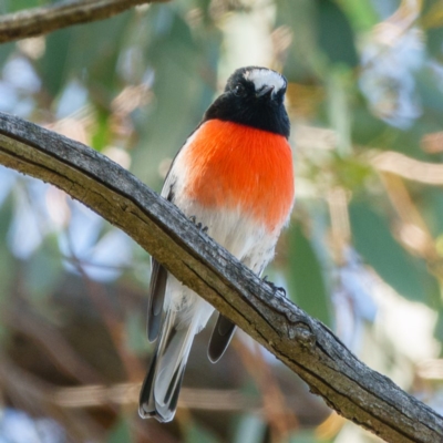 Petroica boodang (Scarlet Robin) at Goorooyarroo NR (ACT) - 27 Mar 2017 by CedricBear