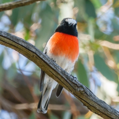 Petroica boodang (Scarlet Robin) at Goorooyarroo NR (ACT) - 27 Mar 2017 by CedricBear