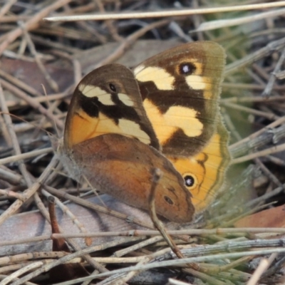 Heteronympha merope (Common Brown Butterfly) at Canberra Central, ACT - 26 Mar 2017 by MichaelBedingfield