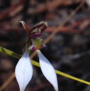 Eriochilus cucullatus at Cotter River, ACT - suppressed