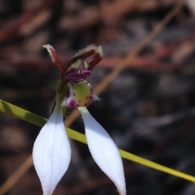 Eriochilus cucullatus (Parson's Bands) at Cotter River, ACT - 26 Mar 2017 by PeterR