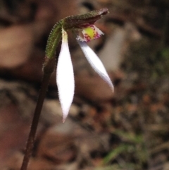 Eriochilus cucullatus at Cotter River, ACT - suppressed