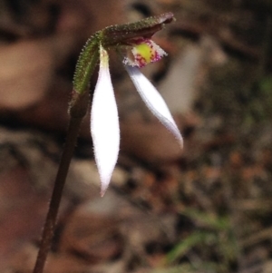 Eriochilus cucullatus at Cotter River, ACT - suppressed