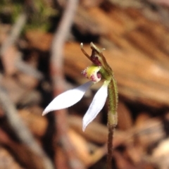 Eriochilus cucullatus at Cotter River, ACT - suppressed