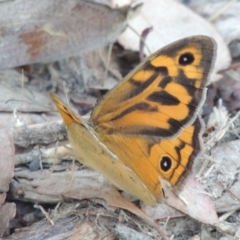 Heteronympha merope (Common Brown Butterfly) at Tennent, ACT - 13 Dec 2014 by michaelb