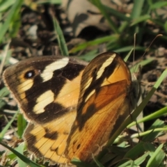 Heteronympha merope (Common Brown Butterfly) at Conder, ACT - 6 Apr 2014 by michaelb