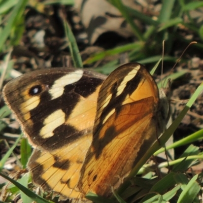 Heteronympha merope (Common Brown Butterfly) at Conder, ACT - 6 Apr 2014 by MichaelBedingfield