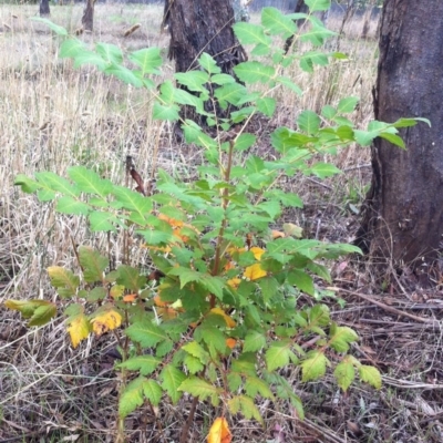 Koelreuteria paniculata (Golden Rain Tree) at Garran, ACT - 25 Mar 2017 by ruthkerruish