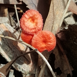 Cruentomycena viscidocruenta at Stromlo, ACT - 26 Mar 2017