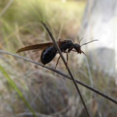 Camponotus sp. (genus) at Canberra Central, ACT - 26 Mar 2017 03:24 PM