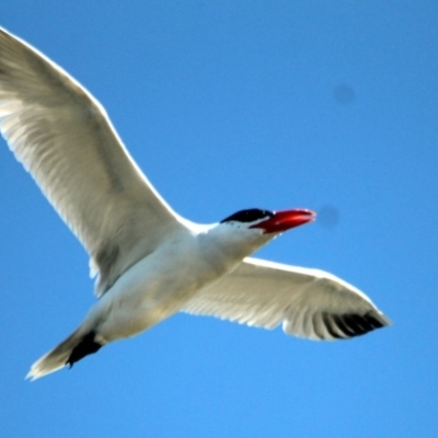 Hydroprogne caspia (Caspian Tern) at Wallagoot, NSW - 16 Jan 2017 by MichaelMcMaster