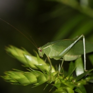 Caedicia simplex at Kambah, ACT - 1 Dec 2014 09:42 PM