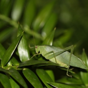 Caedicia simplex at Kambah, ACT - 1 Dec 2014 09:42 PM