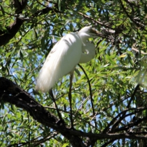 Ardea alba at Bega, NSW - 16 Jan 2017 11:08 AM