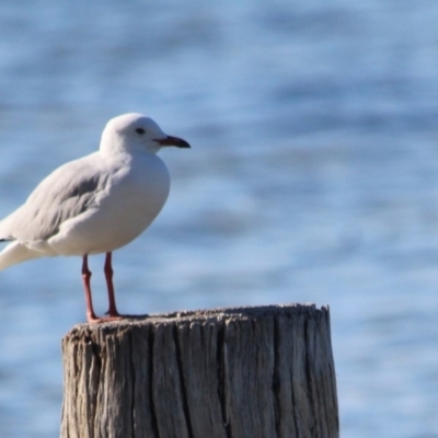 Chroicocephalus novaehollandiae (Silver Gull) at Wallagoot, NSW - 15 Jan 2017 by MichaelMcMaster