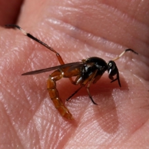 Ectinorhynchus sp. (genus) at Kambah, ACT - 8 Nov 2014 01:53 PM
