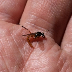 Ectinorhynchus sp. (genus) at Kambah, ACT - 8 Nov 2014