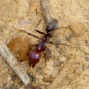 Iridomyrmex purpureus at Bungendore, NSW - 18 Mar 2017