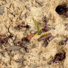 Iridomyrmex purpureus at Bungendore, NSW - 18 Mar 2017 02:03 PM