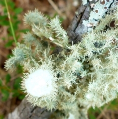 Usnea sp. (genus) (Bearded lichen) at Bungendore, NSW - 18 Mar 2017 by JanetRussell