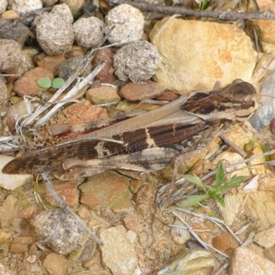 Gastrimargus musicus (Yellow-winged Locust or Grasshopper) at Bungendore, NSW - 18 Mar 2017 by JanetRussell