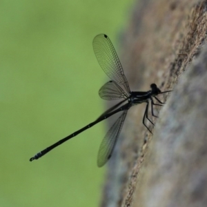 Austroargiolestes icteromelas at Kambah, ACT - 8 Nov 2014