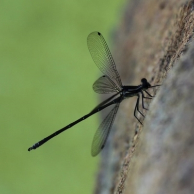 Austroargiolestes icteromelas (Common Flatwing) at Kambah, ACT - 8 Nov 2014 by HarveyPerkins