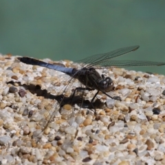 Orthetrum caledonicum (Blue Skimmer) at Kambah, ACT - 26 Oct 2014 by HarveyPerkins