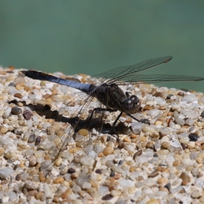 Orthetrum caledonicum (Blue Skimmer) at Kambah, ACT - 26 Oct 2014 by HarveyPerkins