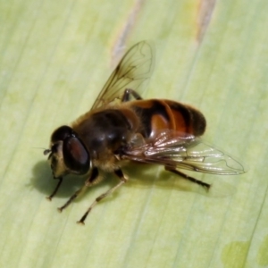 Eristalis tenax at Kambah, ACT - 5 Dec 2010