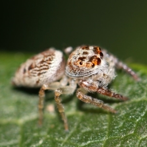 Opisthoncus grassator at Kambah, ACT - 28 Sep 2014