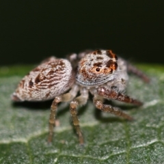 Opisthoncus grassator at Kambah, ACT - 28 Sep 2014