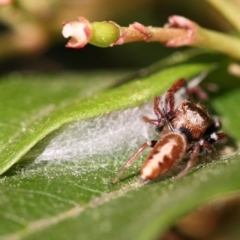 Opisthoncus sp. (genus) at Kambah, ACT - 1 Oct 2014