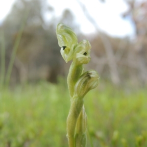 Hymenochilus cycnocephalus at Conder, ACT - 18 Oct 2016