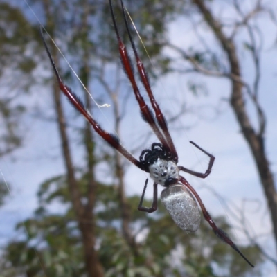 Trichonephila edulis (Golden orb weaver) at Bungendore, NSW - 18 Mar 2017 by JanetRussell