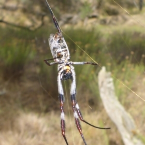 Trichonephila edulis at Bungendore, NSW - 18 Mar 2017 02:09 PM