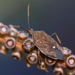 Poecilometis strigatus (Gum Tree Shield Bug) at Kambah, ACT - 29 Sep 2014 by HarveyPerkins