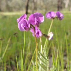 Swainsona behriana (Behr's Swainson-Pea) at Conder, ACT - 18 Oct 2016 by MichaelBedingfield