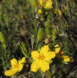 Hibbertia calycina at Conder, ACT - 18 Oct 2016