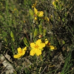 Hibbertia calycina at Conder, ACT - 18 Oct 2016