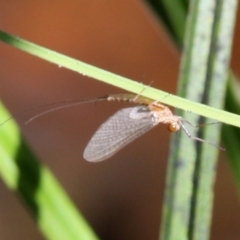 Ephemeroptera (order) (Unidentified Mayfly) at Tennent, ACT - 27 Mar 2016 by HarveyPerkins